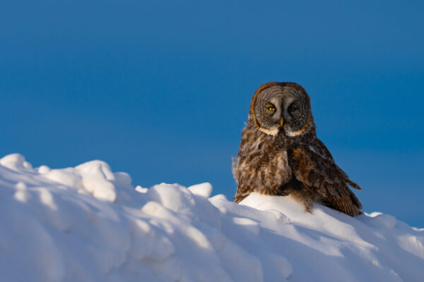 Frozen Gaze