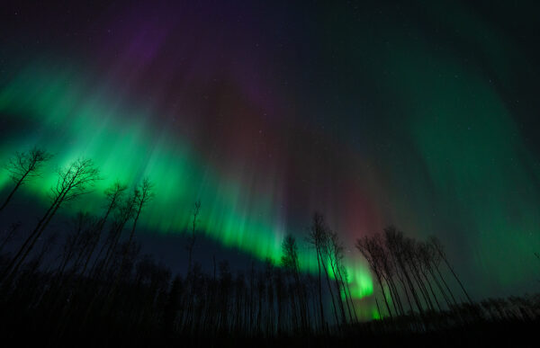 Celestial Symphony